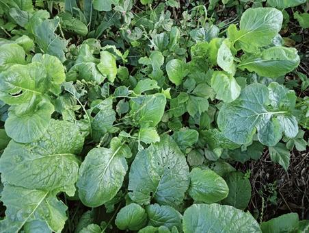 葉っぱ1016 植物,自然,緑の写真素材