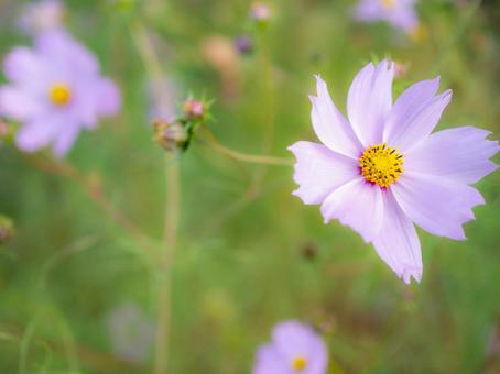 ほんわりしたコスモス コスモス,秋,背景の写真素材