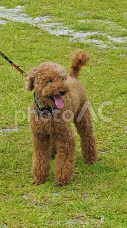 公園での犬の散歩・トイプードル 公園での犬の散歩,トイプードル,トイプーの写真素材