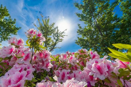 花満開と大空 花満開と大空の写真