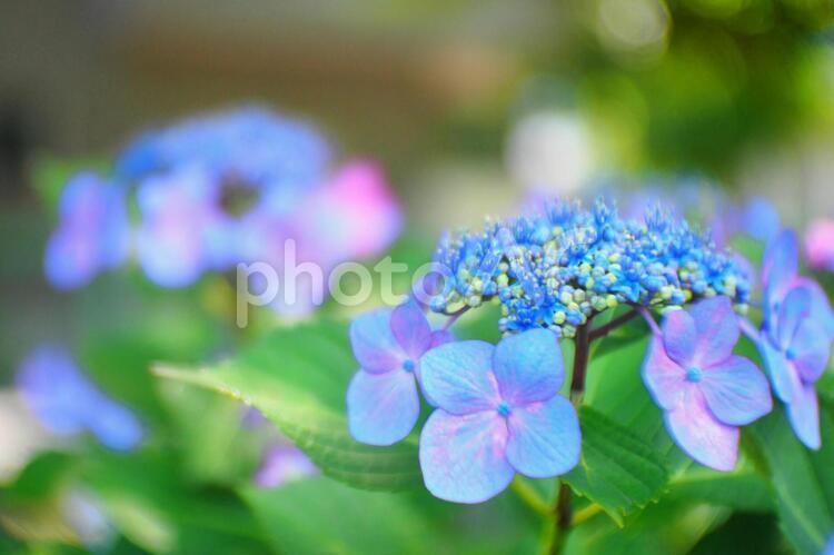 あじさいの季節 紫陽花,あじさい,アジサイの写真素材