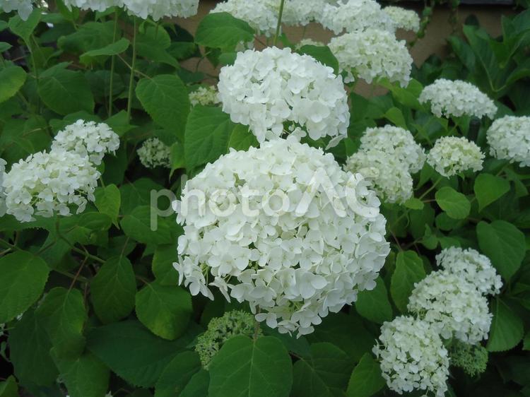 アジサイ　あじさい　紫陽花 あじさい,しょか,しょくぶつの写真素材