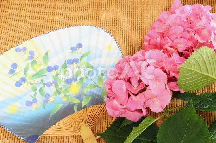 かわいいピンクの紫陽花と団扇　１ 梅雨入り,紫陽花,初夏の写真素材