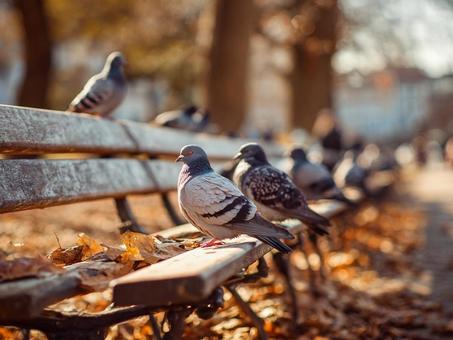 公園ベンチと秋の鳩たち 公園ベンチと秋の鳩たちの写真