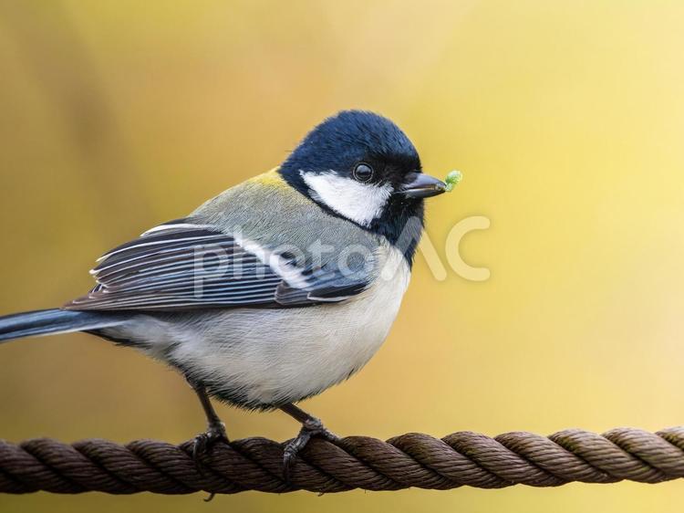 ロープにとまるシジュウカラ シジュウカラ,野鳥,鳥の写真素材
