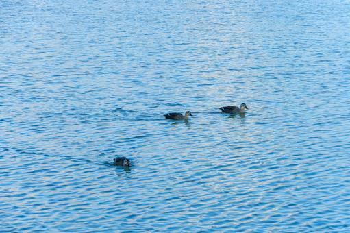 A mother and her ducklings swimming on the blue water, JPG