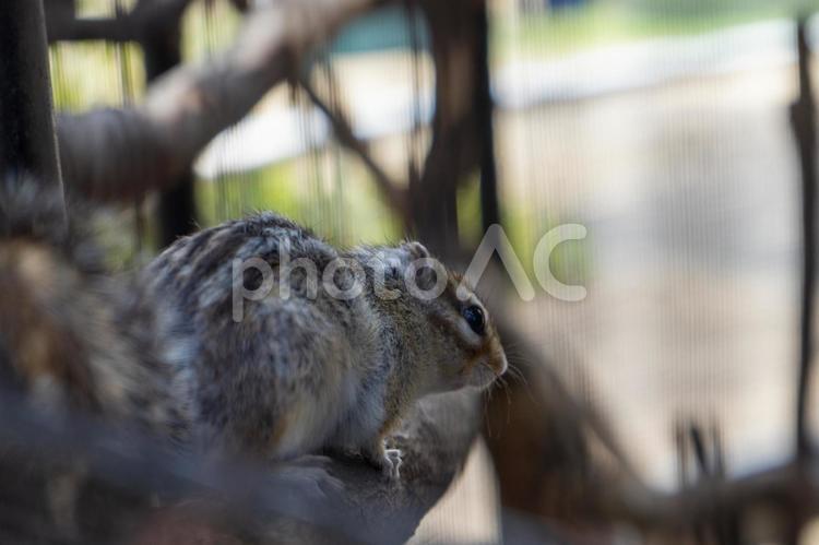 何かをじっと見つめるシマリス リス,シマリス,小動物の写真素材