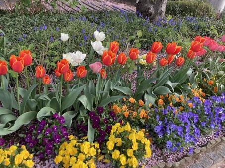 チューリップとすみれ チューリップとすみれ チューリップ,すみれ,春の花の写真素材