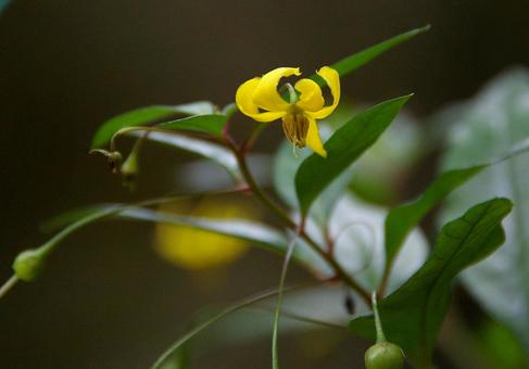 モロコシソウの写真