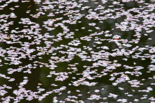 水面に浮かぶ桜の花びら 水面に浮かぶ桜の花びらの写真