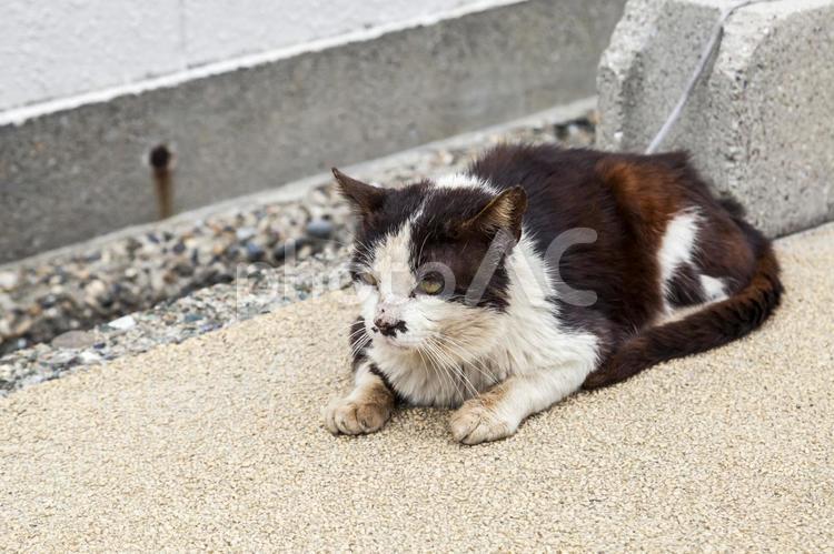 野良猫5 猫,野良猫,動物の写真素材