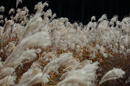 Group photo of Japanese pampas grass-3, JPG