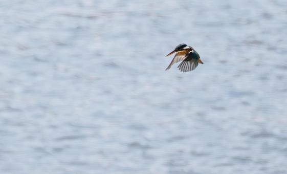 Photo, bird, kingfishers, wild bird, 