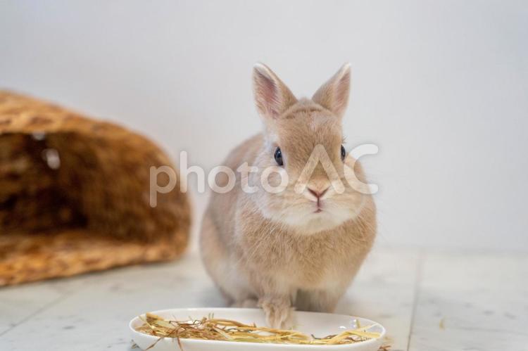 食事をしているネザーランドドワーフ うさぎ,ウサギ,兎の写真素材