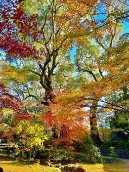 紅葉と黄葉(三島市立公園楽寿園) 紅葉と黄葉(三島市立公園楽寿園) 紅葉,もみじ,楓の写真素材