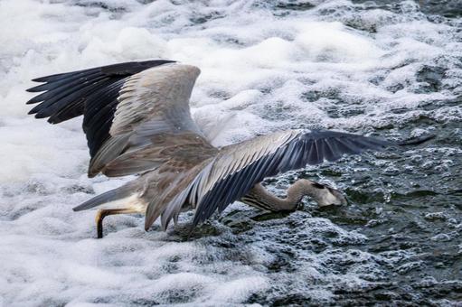 アオサギの狩り⑸ 鳥,野鳥,アオサギの写真素材