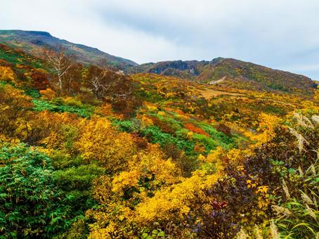 紅葉の栗駒山(須川岳) 紅葉の栗駒山(須川岳) 栗駒山,須川岳,神の絨毯の写真素材