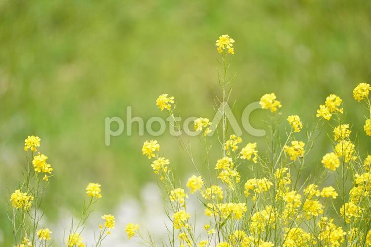 春に咲く黄色い菜の花の素材 菜の花,春,咲くの写真素材