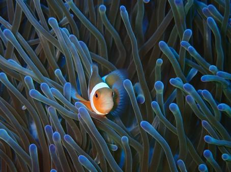 カクレクマノミ カクレクマノミ 魚,海,風景の写真素材