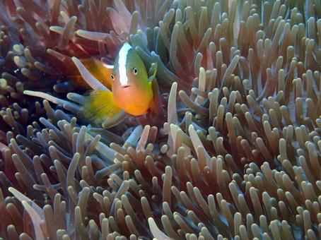 セジロクマノミ クマノミ,ダイビング,海の写真素材