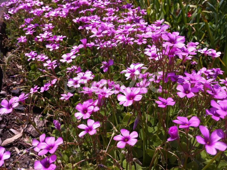 ピンクの花　芝桜 ピンクの花,芝桜,群生の写真素材
