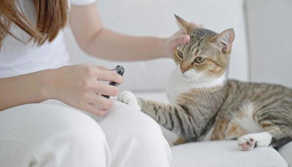 猫の爪切りをする飼い主の女性 猫の爪切りをする飼い主の女性の写真