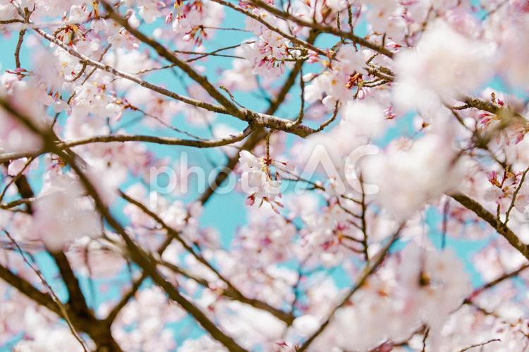 いろはにほへと 桜,青空,春の写真素材