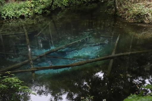 池 池の写真