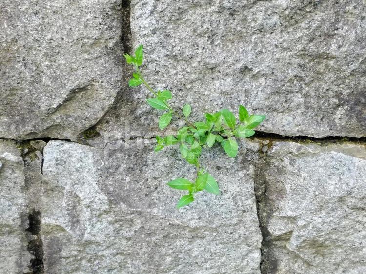 石垣と植物 植物,壁,緑の写真素材