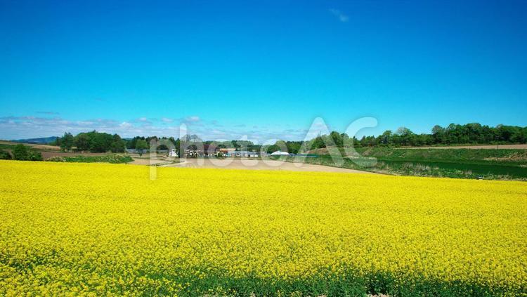 満開の菜の花畑 菜の花,青,樹木の写真素材
