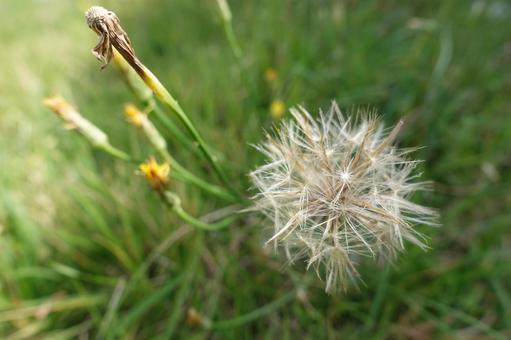タンポポ タンポポ たんぽぽ,綿,花の写真素材
