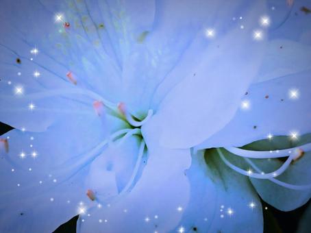 白いつつじ 白いつつじの写真