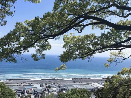 御穂神社から見下ろす松の木と海岸線 御穂神社から見下ろす松の木と海岸線 御穂神社,自然,景色の写真素材