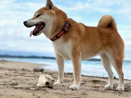 海岸でフグを見つけた柴犬2 海岸でフグを見つけた柴犬2 海,海岸,柴犬の写真素材