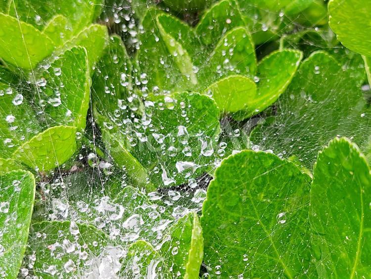 雨に塗れたクモの巣 クモの巣,雨,雨粒の写真素材