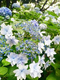 紫陽花 紫陽花の写真