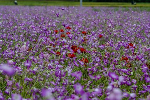 こうのす花まつり2025年 こうのす花まつり2025年の写真