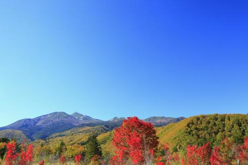 乗鞍高原の真赤に紅葉した大カエデの木 乗鞍高原の真赤に紅葉した大カエデの木 乗鞍高原,紅葉,秋の写真素材