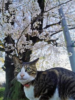 桜と猫と電柱 桜,猫,電柱の写真素材