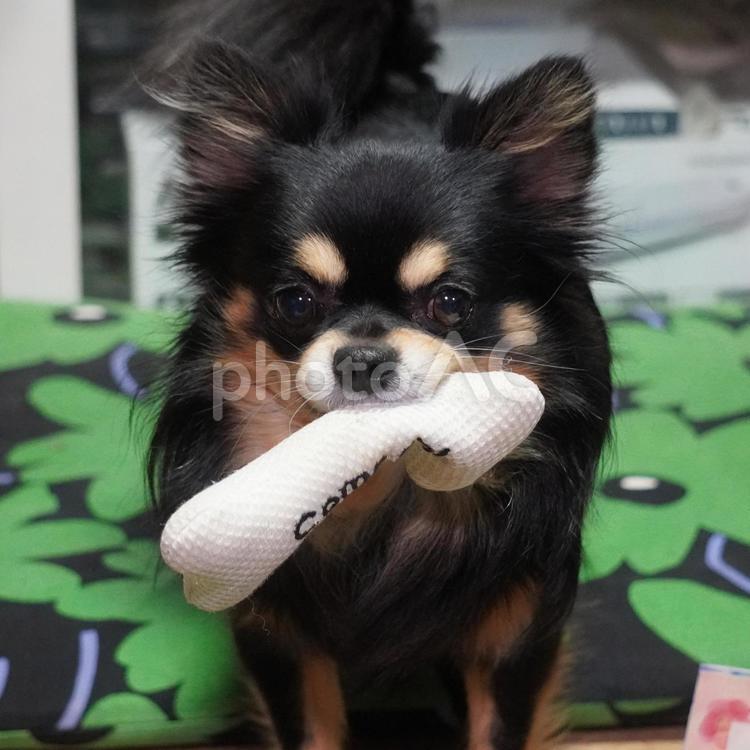 玩具をくわえて遊んでほしいチワワ 犬,チワワ,玩具の写真素材