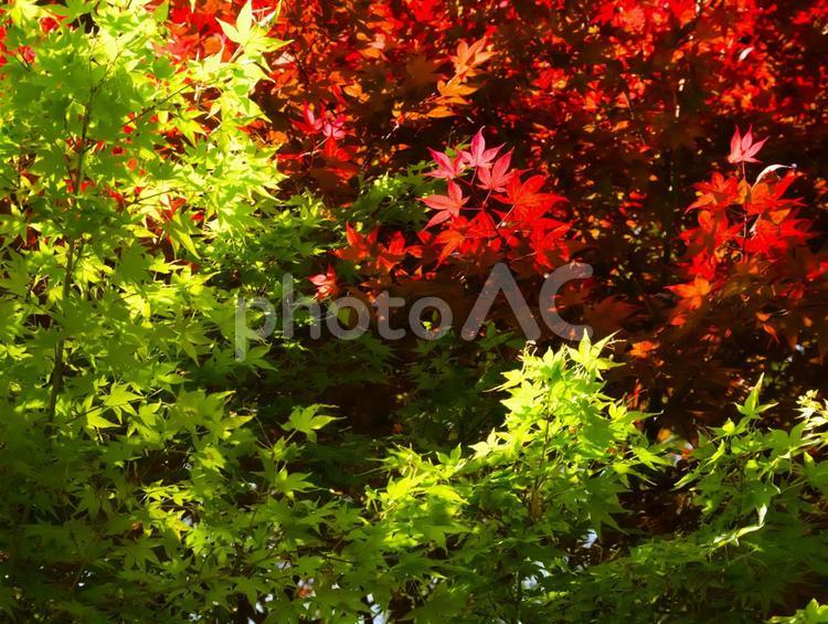 モミジ紅葉と青モミジ 背景,壁紙,もみじの写真素材