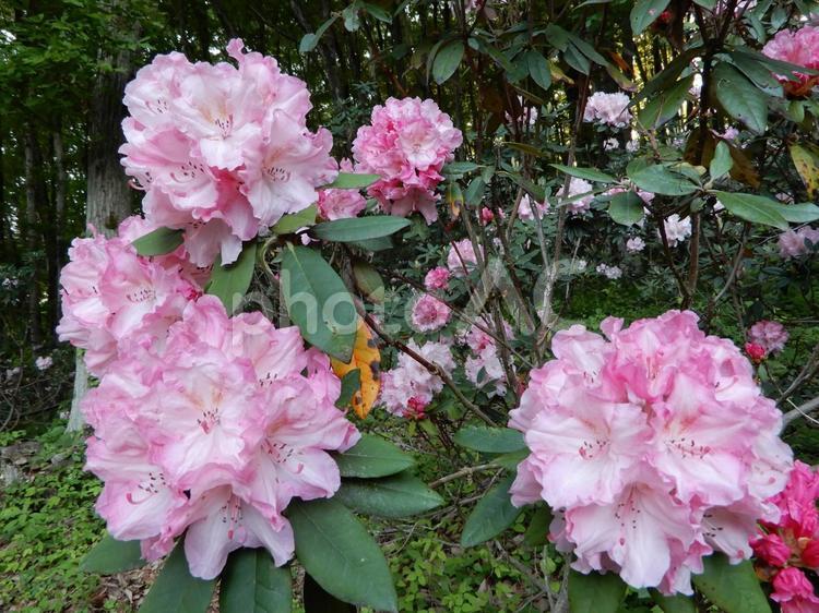 しゃくなげの群衆 しゃくなげ,群衆,5月の写真素材