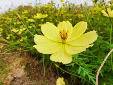 レモンブライトの黄色い花 レモンブライトの黄色い花の写真