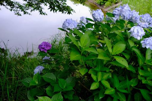 紫陽花 紫陽花,あじさい,花の写真素材