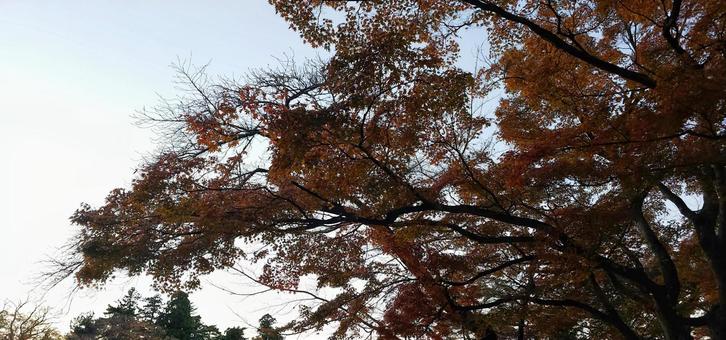 鶴ヶ城　紅葉 鶴ヶ城,会津,福島の写真素材