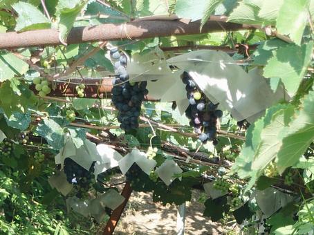 Photo, grape, harvest, before harvest, 