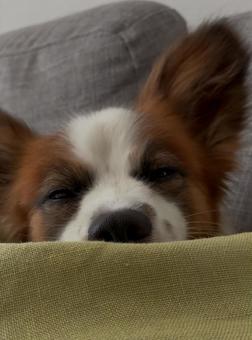 半目の犬 半目の犬の写真
