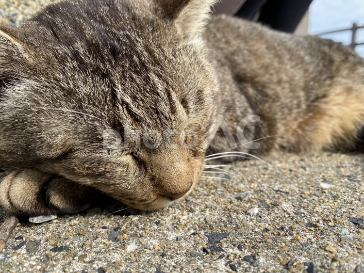 気持ちよく眠る猫 猫,ネコ,ねこの写真素材