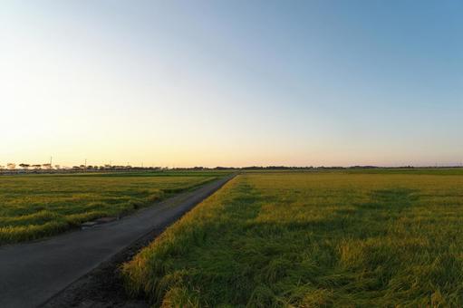 田んぼと農道の夕景 田んぼと農道の夕景 田んぼ,農道,夕景の写真素材