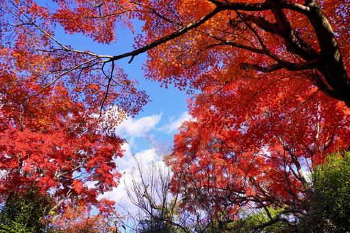 青空と紅葉(京都・嵐山) 青空と紅葉(京都・嵐山) 秋,紅葉,庭園の写真素材